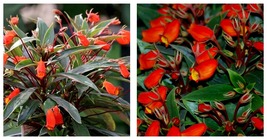 Bolivian Sunset Gloxinia Sylvatica Plant Attracts Hummingbirds &amp; Butterflies - £33.51 GBP