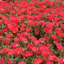 Portulaca Oleracea Toucan Scarlet Shades Herb Seeds 200 Seeds Fresh Seeds Fast S - $19.99