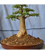 Baobab Tree Adansonia Digitata Bonsai Favorite Sacred Flowering Tree 10 ... - $349.87 MXN