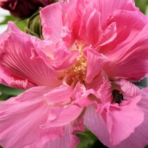 New Fresh Seeds Cotton Rose 20 Seeds Hibiscus Mutabilis Pink Flower Tree Bright  - $17.36