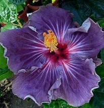 PWO Fresh 20Pcs Giant Purple Hibiscus Flower Seeds - $5.18