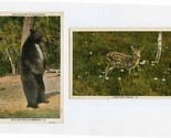 Bruin Welcomes You to Maine &amp; Baby Deer in Maine Postcards 1930  - £12.73 GBP