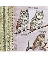 Small Owls Varieties And Types 1966 Color Bird Art Print Nature ADBN1Q - $28.01 CAD