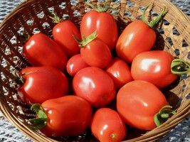 Roma Vfn Tomato Seeds 75 Seeds Fresh Garden - $10.47