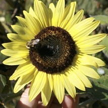 Vpf 25+ Lemon Queen Sunflower Seeds - Large - Beautiful - Fresh -------------- R - £1.90 GBP