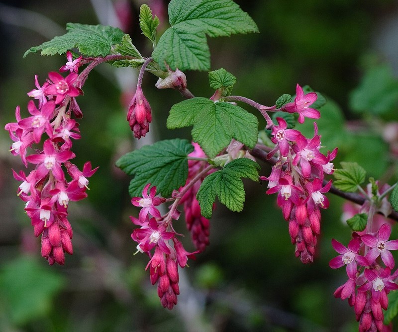 BRN Ribes Sanguineum Blood &amp; Flowering &amp; Redflower &amp; Winter Currant 10 S... - $23.62