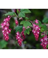 BRN Ribes Sanguineum Blood &amp; Flowering &amp; Redflower &amp; Winter Currant 10 S... - $23.62