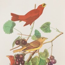 Arthur Singer Summer Tanager Tiranga Rubra Bird Audubon Color Prints 9&quot; x 12&quot; - £16.35 GBP