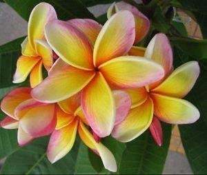 Plumeria rubra Imperial Crown