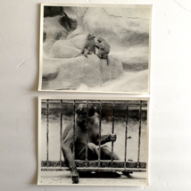 c1970 Original Monkeys Steven Willhite Black White Photographs Set of 2 - £19.65 GBP