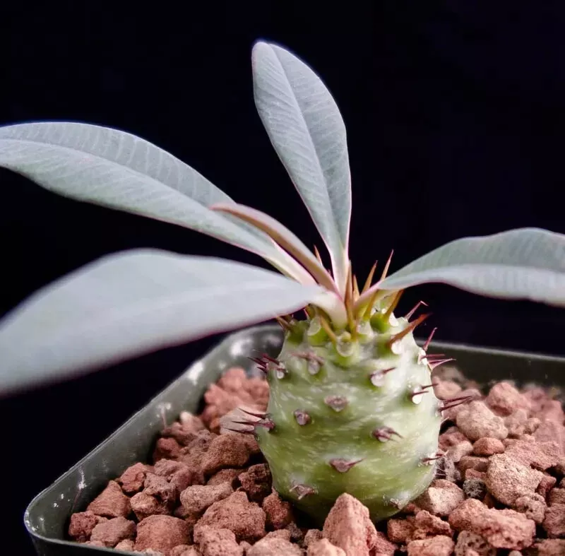 PSStoreRare Euphorbia Pachypodioides Exotic Succulent Cactus Cac 5 Seeds... - $13.67