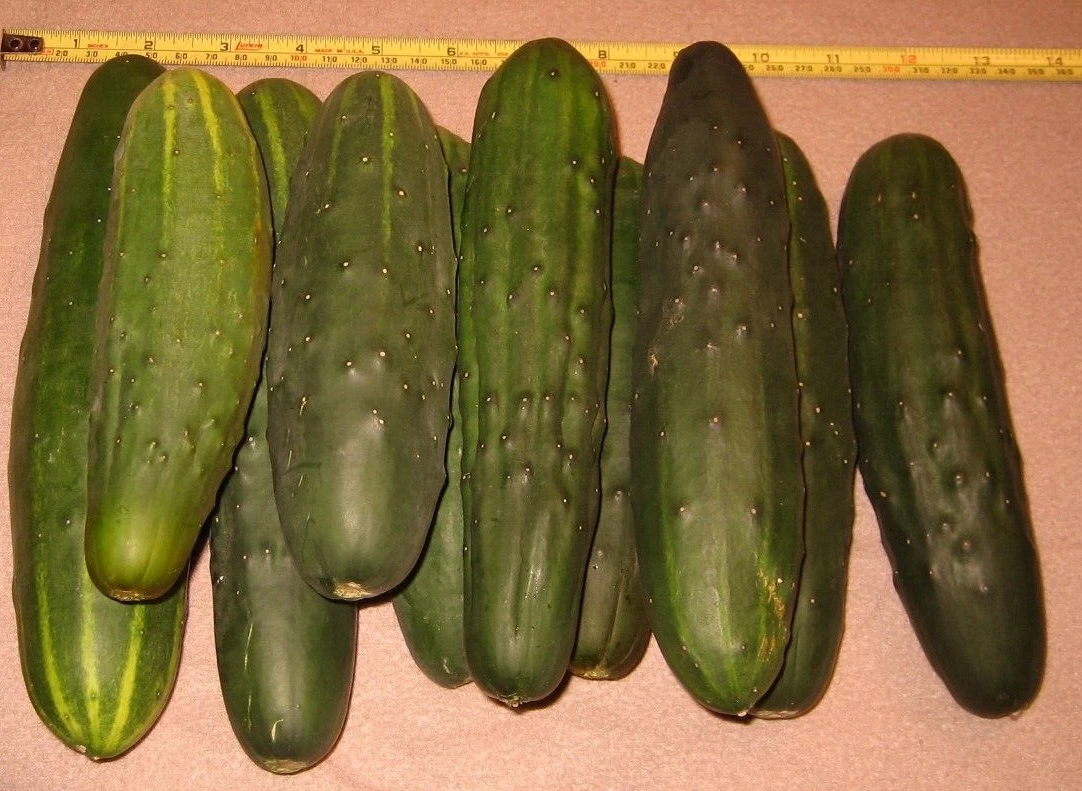 Easy to Grow Heirloom Cucumber  Grandma&#39;s Old Timer Nice Production A Go... - $106.06 MXN