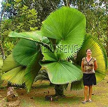 10 pcs Chinese Fan Palm Bonsai Ornamental Plant Livistona Chinensis Plant, Tall  - £5.98 GBP