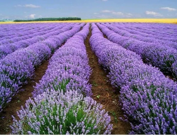 English Lavender Seed 1000 Grown In Usa Garden - £8.64 GBP