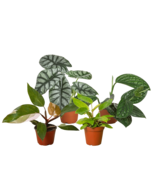 Rare Plant Bundle-4&quot; - $2,932.96 MXN