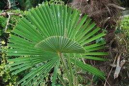 10 Seeds Windmill Palm Or Trachycarpus Fortunei - £7.45 GBP