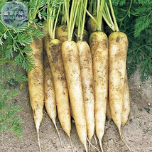 15 Seeds Carrot White Lunar Carrot Organic Heirloom Vegetable Garden - $7.79