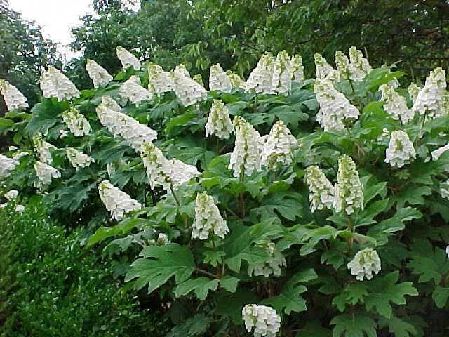 Snow Queen Oakleaf Hydrangea - Live Plant -  2.5 QT  - $58.89