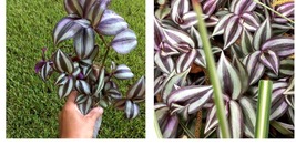 9+ Cuttings Wandering Jew Tradescantia Zebrina Plant. Burgundy Silver Purple - £20.14 GBP