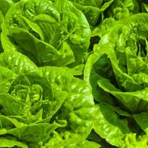 Tom Thumb Lettuce Lettuce Fresh Heirloom Garden Bulk Seeds - $172.69 MXN