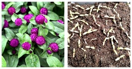 Dwarf Gomphrena Globosa Purple Seeds for Charming 25cm Plants 400 Seeds  - £20.29 GBP