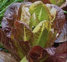 700+ Rouge D&#39;Hiver Romaine Seeds None Gmo Open Pollinated - $6.00