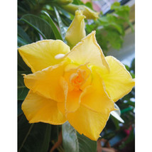 2Pcs Adenium Seeds Desert Rose Orangish Yellow Flowers 4 Layer Fresh Garden - $6.32