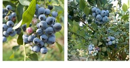 Live Plant - 1 BILOXI Southern Highbush Blueberry - Ready for Planting - £54.25 GBP