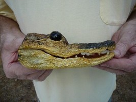 (G-Def-37) 6-1/8&quot; Deformed Gator Alligator Aligator Head Teeth Taxidermy Weird - £55.29 GBP