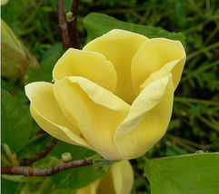 Yellow Bird Magnolia 1 gallon pot image 5