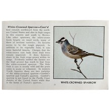 White Crowned Sparrow Bird Print 1931 Blue Book Birds Of America Art PCB... - $28.07 CAD