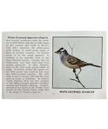 White Crowned Sparrow Bird Print 1931 Blue Book Birds Of America Art PCB... - $371.27 MXN