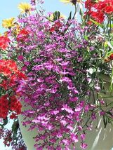 Fresh 200 Rosamond Lobelia Erinus Carmine Red &amp; White Flower Seeds *Comb... - $3.50