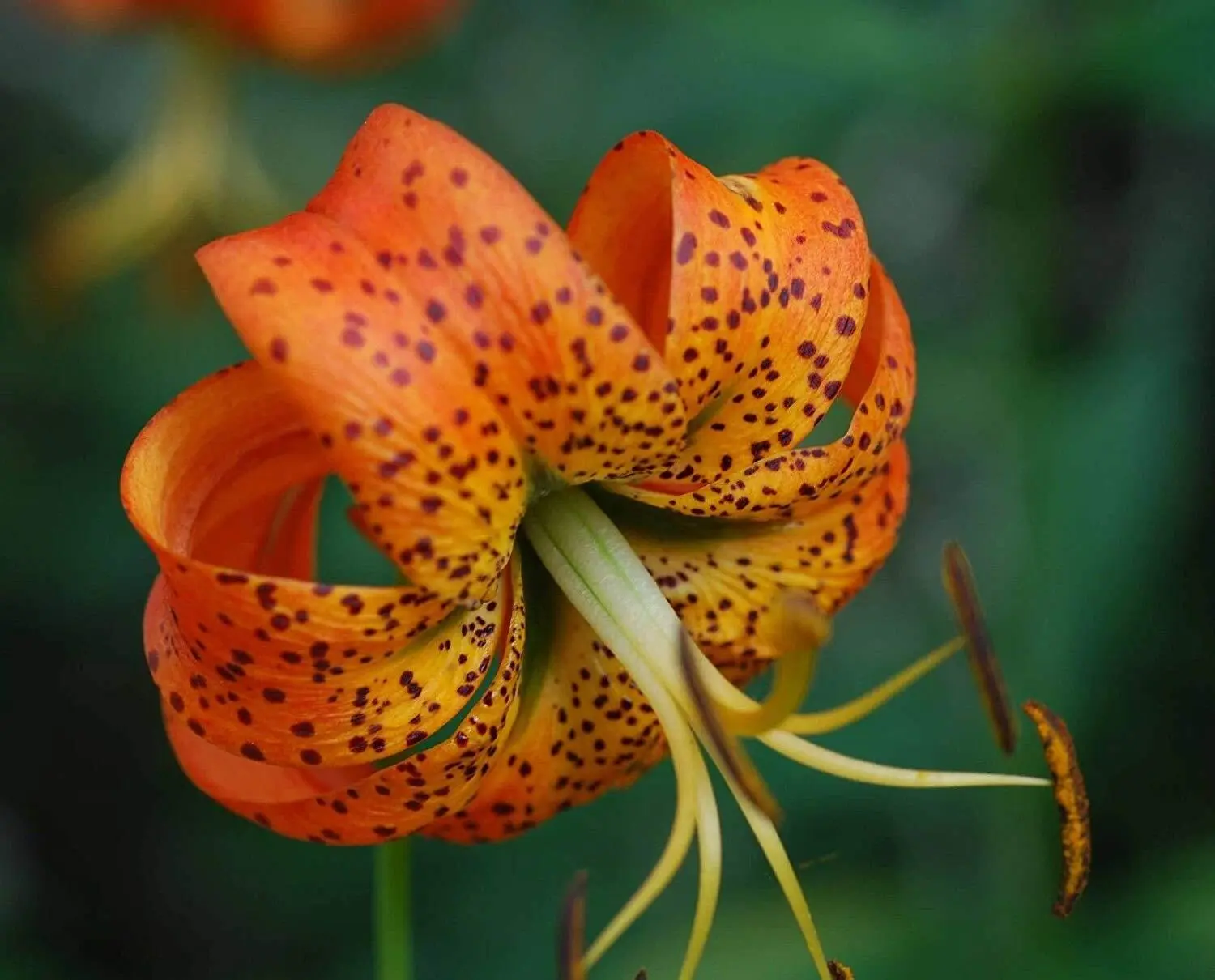 2 Turk&#39;s-cap lily Lilium superbum Bulb/tuber Woodland Wildflower Native Hardy - £20.05 GBP