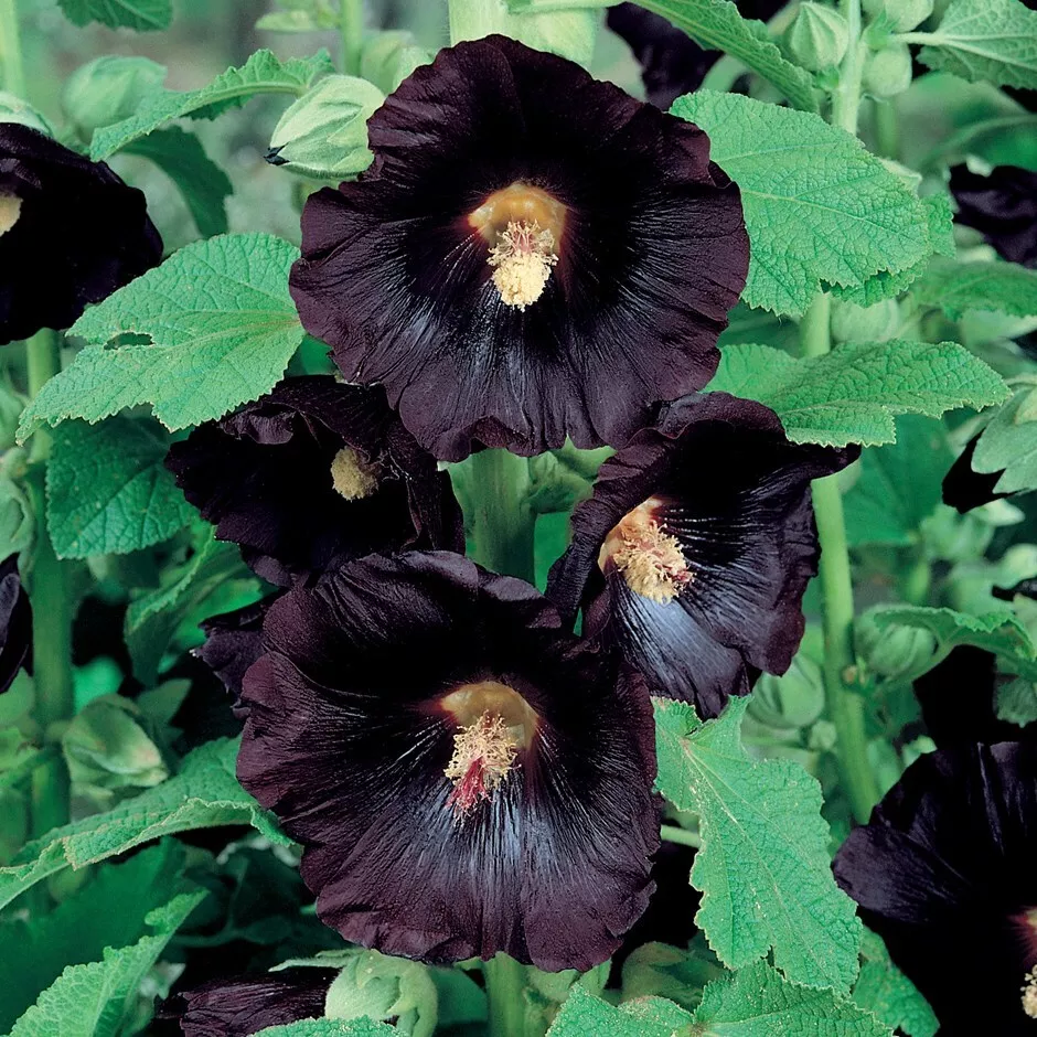 Seeds Black Hollyhock Flower  - £7.10 GBP