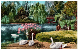 Swans at Eastside Lake Los Angeles CA Mitchell Postcard 2218 - £15.78 GBP