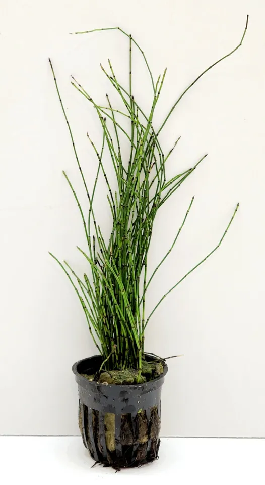 2" Net Pot Live Plant  Dwarf Horsetail Rush Aquatic - $36.69