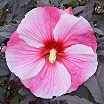 USA Seller 25 Starry Starry Night Hibiscus Seeds Hibiscus Starry Starry Night Fr - $12.80