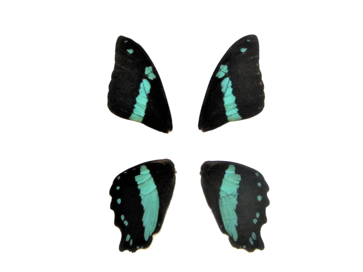 4 real papilio nireus butterfly wings, 2 matching pairs of wings, green ... - $10.00