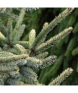 Picea Mariana Aureovariegata Black Spruce 12 Inch Tall 1 Gallon Pot Plan... - $25,726.67 MXN