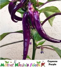 USA Non GMO 25 Seeds Hot Peppers Cayenne Purple   - £7.22 GBP