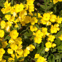 Yellow Common Evening Primrose Seeds  Non-GMO  Flower Seeds  FRESH - £6.96 GBP