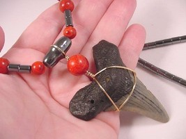 s267-e) 2-1/2&quot; fossil MEGALODON Tooth Teeth Red SPONGE CORAL + hematite ... - £62.89 GBP