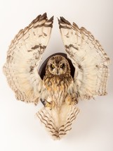Taxidermy composition owl. Stuffed asio flammeus. Taxidermy owl wall mou... - £274.09 GBP