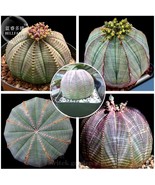 Euphorbia Obesa Basketball Sea Urchin Seeds Pack 2 Seeds Living Baseball... - $304.52 MXN