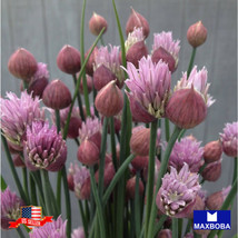 Chives Seeds Non-Gmo Heirloom Garden USA SELLER - £4.86 GBP