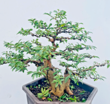 BONSAI GUAVA tropical fruit Psidium guajava exotic tree guayaba 50 SEEDS - £7.77 GBP