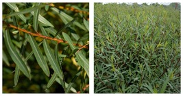 Lot of 5 | 12&quot; | Purple-Osier Willow Cuttings | Salix purpurea | FRESH |... - £32.38 GBP