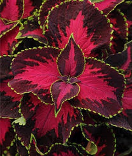 PSA Mpb1 Coleus Premium Sun Chocolate Cherry 15 Pelleted Coleus Seeds Fa... - $15.60