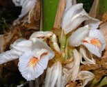 Amomum Maximum Java Cardamom Unusual Ginger 5 seeds Fresh Gardening - $17.96